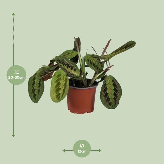 Zebraplant - Maranta Leuconeura Fascinator - Ø12cm - ↕30cm