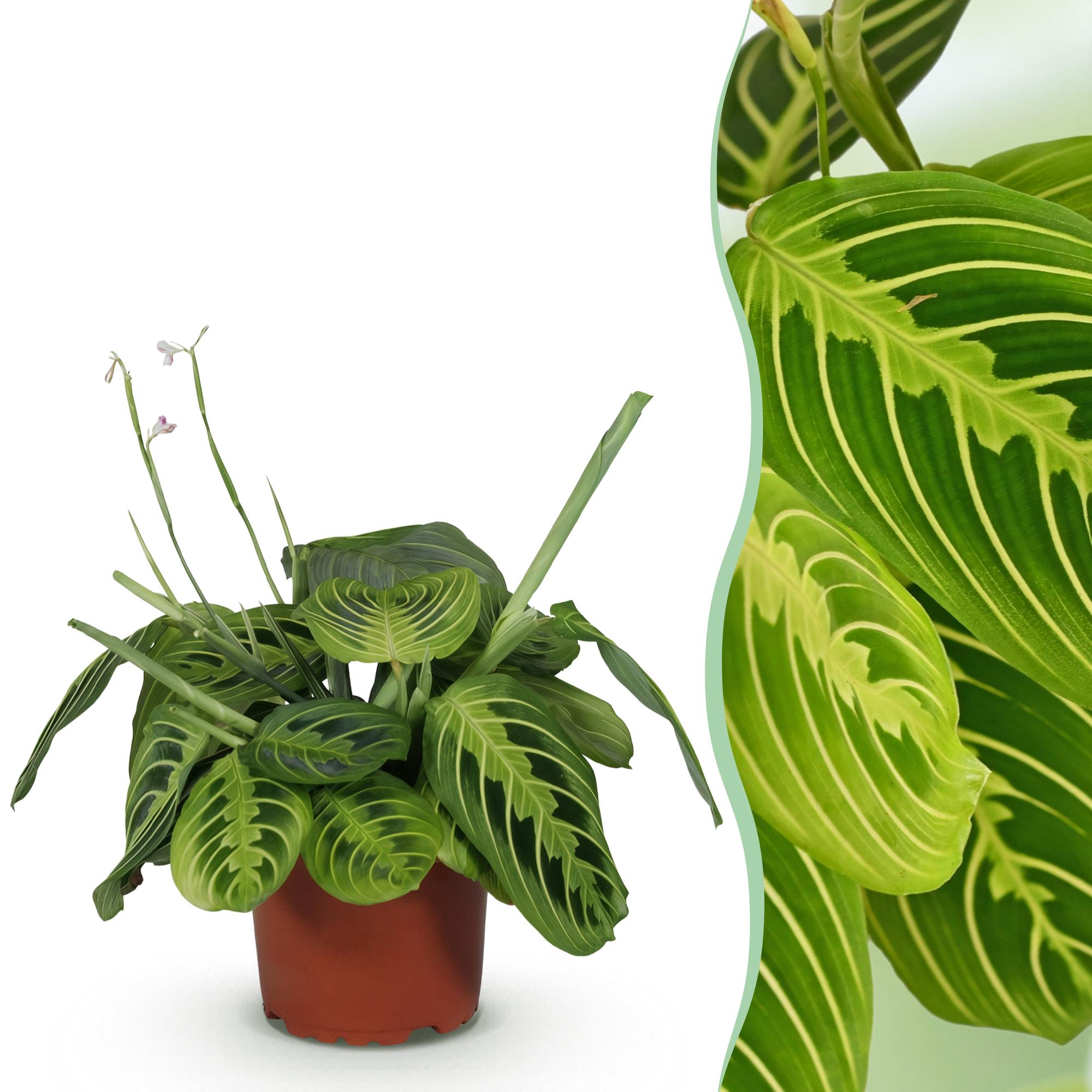 Gebedsplant - Maranta Fascinator Lemon Lime - Ø12cm - ↕25cm