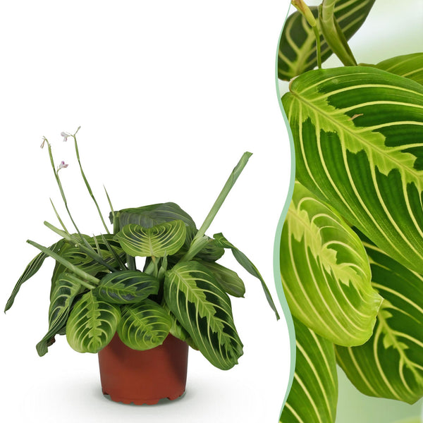 Gebedsplant - Maranta Fascinator Lemon Lime - Ø12cm - ↕25cm
