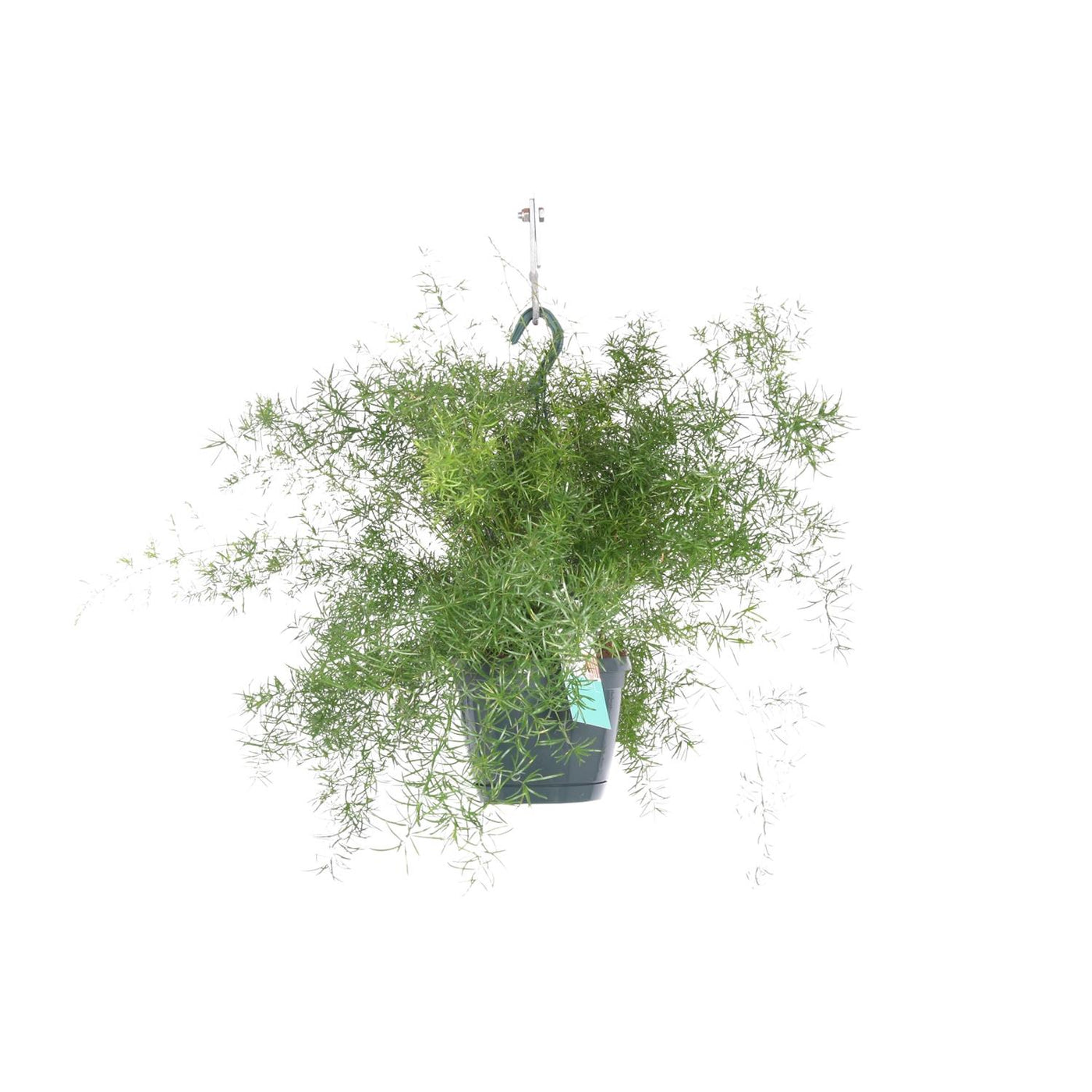 Sierasperge - Asparagus sprengeri - hangend - Ø17cm - ↕35cm