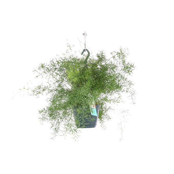 Sierasperge - Asparagus sprengeri - hangend - Ø17cm - ↕35cm