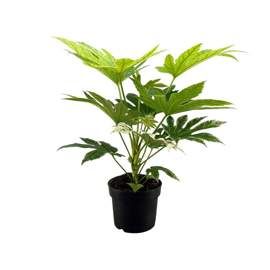 Fatsia Japonica Spider Web - Ø17cm - ↕50cm