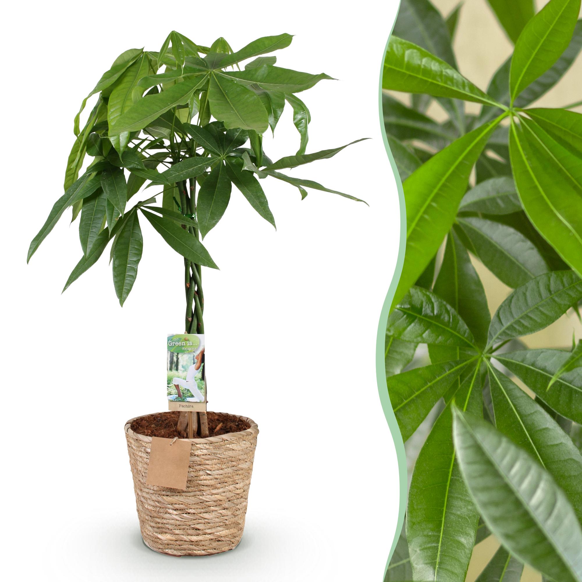 Geldboom - Pachira aquatica gevlochten stam - Ø21cm - ↕80-90cm