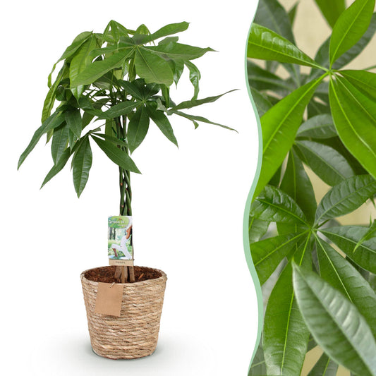 Geldboom - Pachira aquatica gevlochten stam - Ø21cm - ↕80-90cm