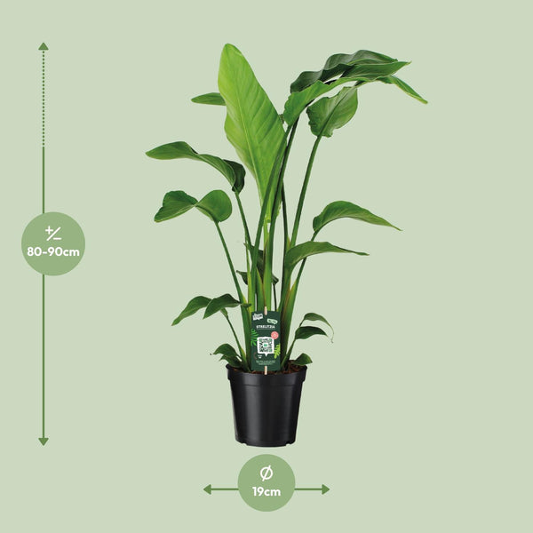 Witte paradijsvogelplant - Strelitzia nicolai - Ø19cm - ↕90cm