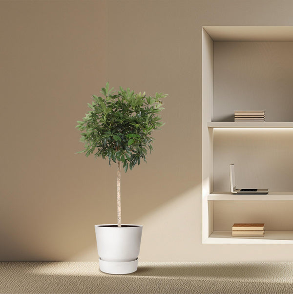 Vingerboom - Schefflera Arboricola Compacta - Ø45cm - ↕190cm