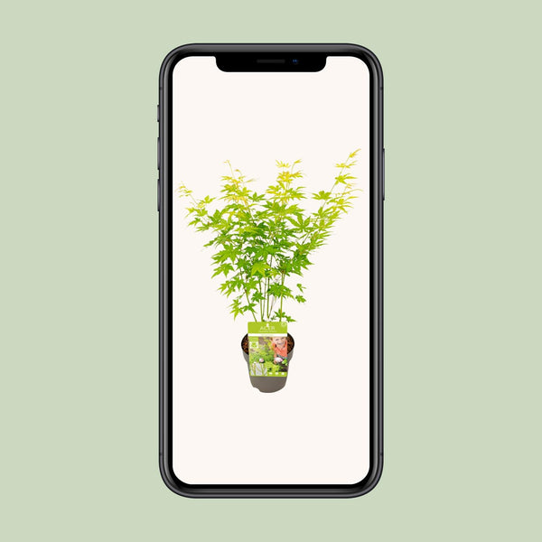 Japanse Esdoorn - Acer palmatum Going Green - Ø15cm - ↕30cm