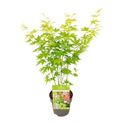 Japanse Esdoorn - Acer palmatum Going Green - Ø15cm - ↕30cm