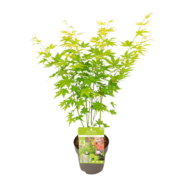 Japanse Esdoorn - Acer palmatum Going Green - Ø15cm - ↕30cm