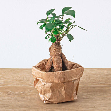 Ficus Ginseng bonsai - Ø6cm