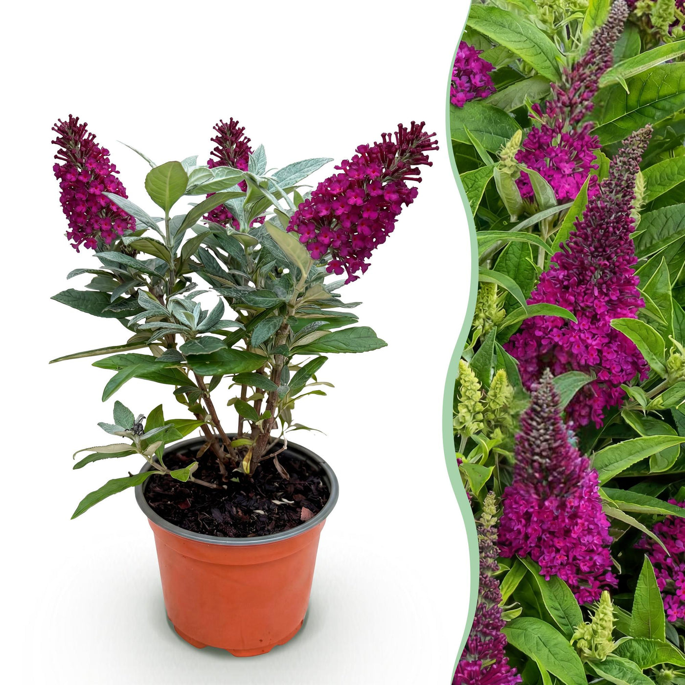 Vlinderstruik Buddleja davidii 'Butterfly Candy Little Ruby' met dieprode bloempluimen