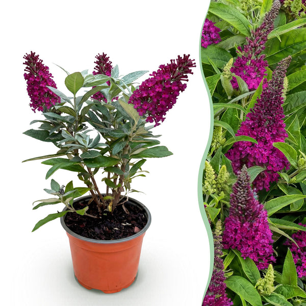 Vlinderstruik - Buddleja davidii 'Butterfly Candy Little Ruby' - rood - Ø12cm - ↕20-25cm