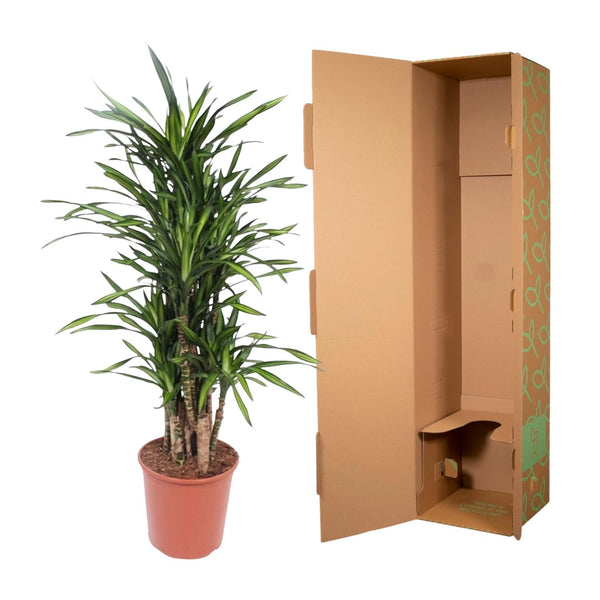 Drakenbloedboom - Dracaena Riki - Ø30cm - ↕140cm
