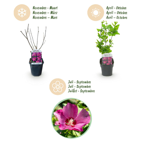 Hibiscus - Hibiscus syriacus 'Woodbridge' - roze - Ø17cm - ↕45cm