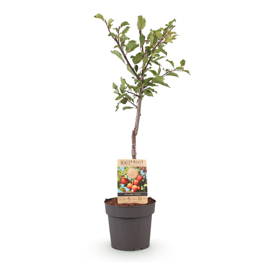 Pruimenboom - Prunus domestica 'Victoria' - Ø21cm - ↕90cm