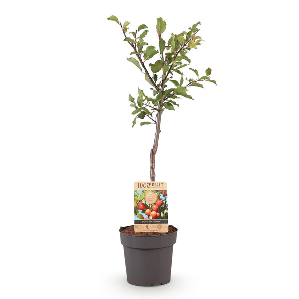 Pruimenboom - Prunus domestica 'Victoria' - Ø21cm - ↕90cm