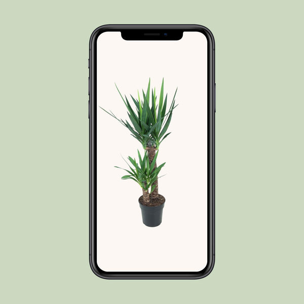 Palmlelie - Yucca elephantipes - Ø21cm - ↕100cm