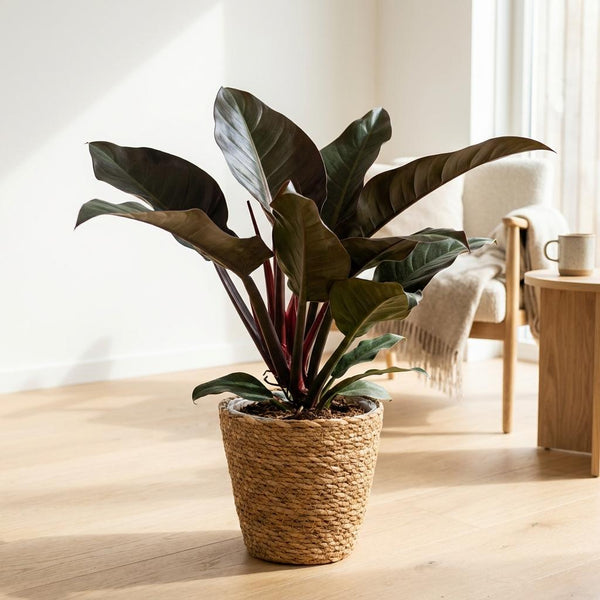 Philodendron Imperial Red - Rood - Ø19cm - ↕60cm