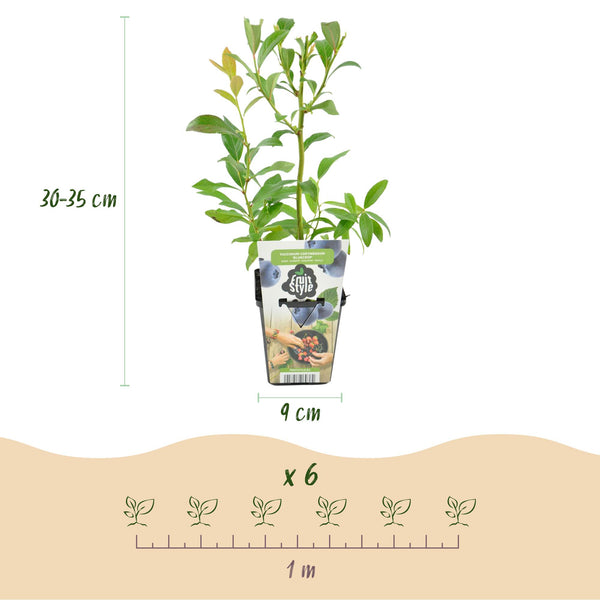 Bosbes - Vaccinium corymbosum Bluecrop - Ø9cm