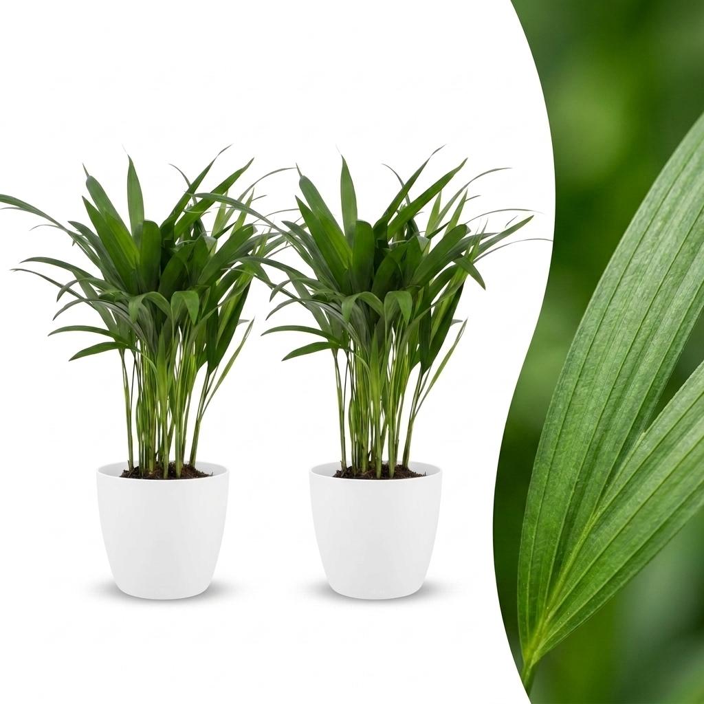 2x Arecapalm - Areca Lutescens - incl. Elho Potter - wit - Ø12cm - ↕45cm
