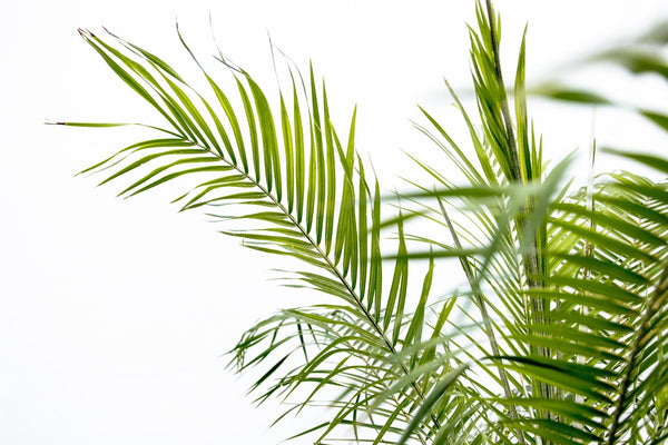 Dwergdadelpalm op stam - Phoenix Roebelenii - ↕190cm