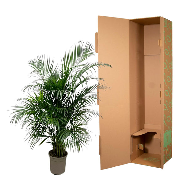 Arecapalm - Dypsis lutescens - Ø21cm - ↕140cm