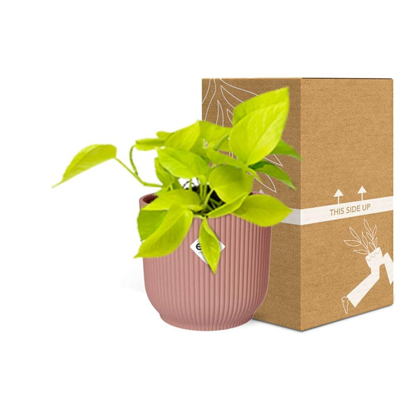 Pothos - Epipremnum pinnatum - incl. Elho Vibes Fold Roze - ↕14cm