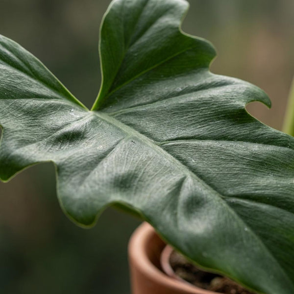 Philodendron Lacerum - Ø19cm - ↕65cm