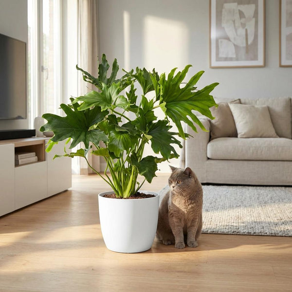 Philodendron Lickety split - Ø19cm - ↕70cm