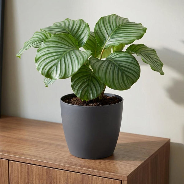 Pot Elho Brussels rond 25cm - antraciet - Ø25cm