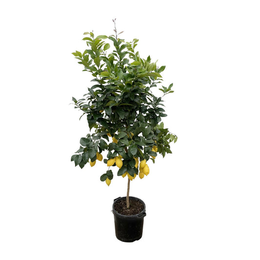 Citroenboom - Citrus Lemon - Ø40cm - ↕200cm