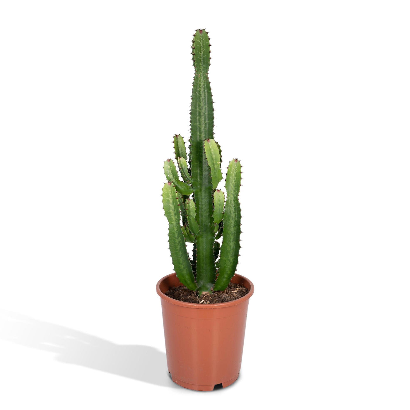 Wolfsmelk - Euphorbia Acrurensis - Ø24cm - ↕60cm