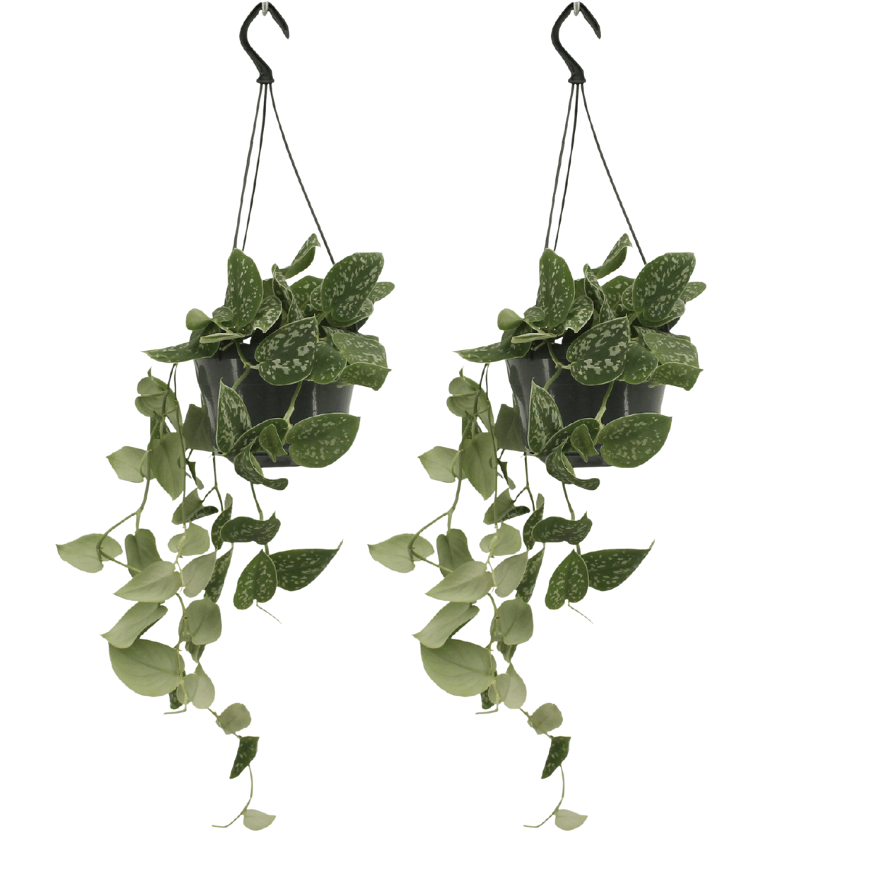 2x Satijnpothos - Scindapsus pictus - Ø15cm - ↕20cm