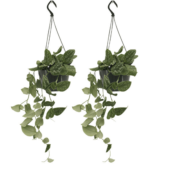 2x Satijnpothos - Scindapsus pictus - Ø15cm - ↕20cm
