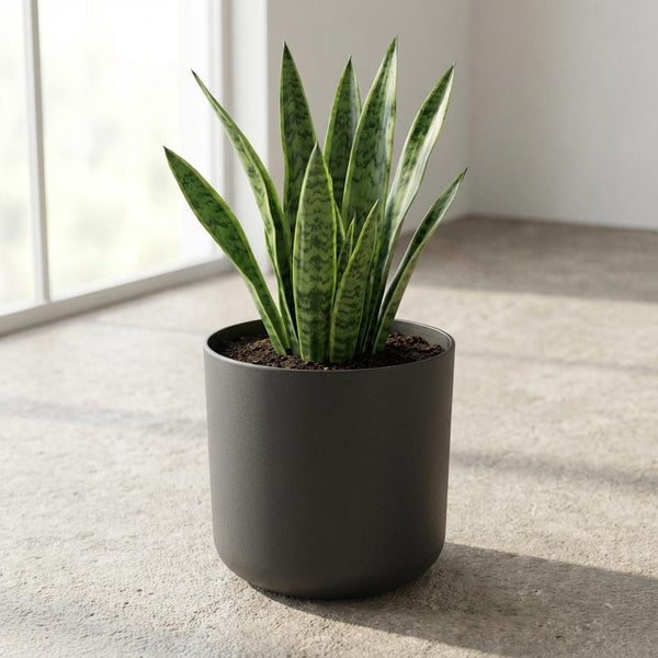Pot Elho B.for soft - antraciet - Ø14cm