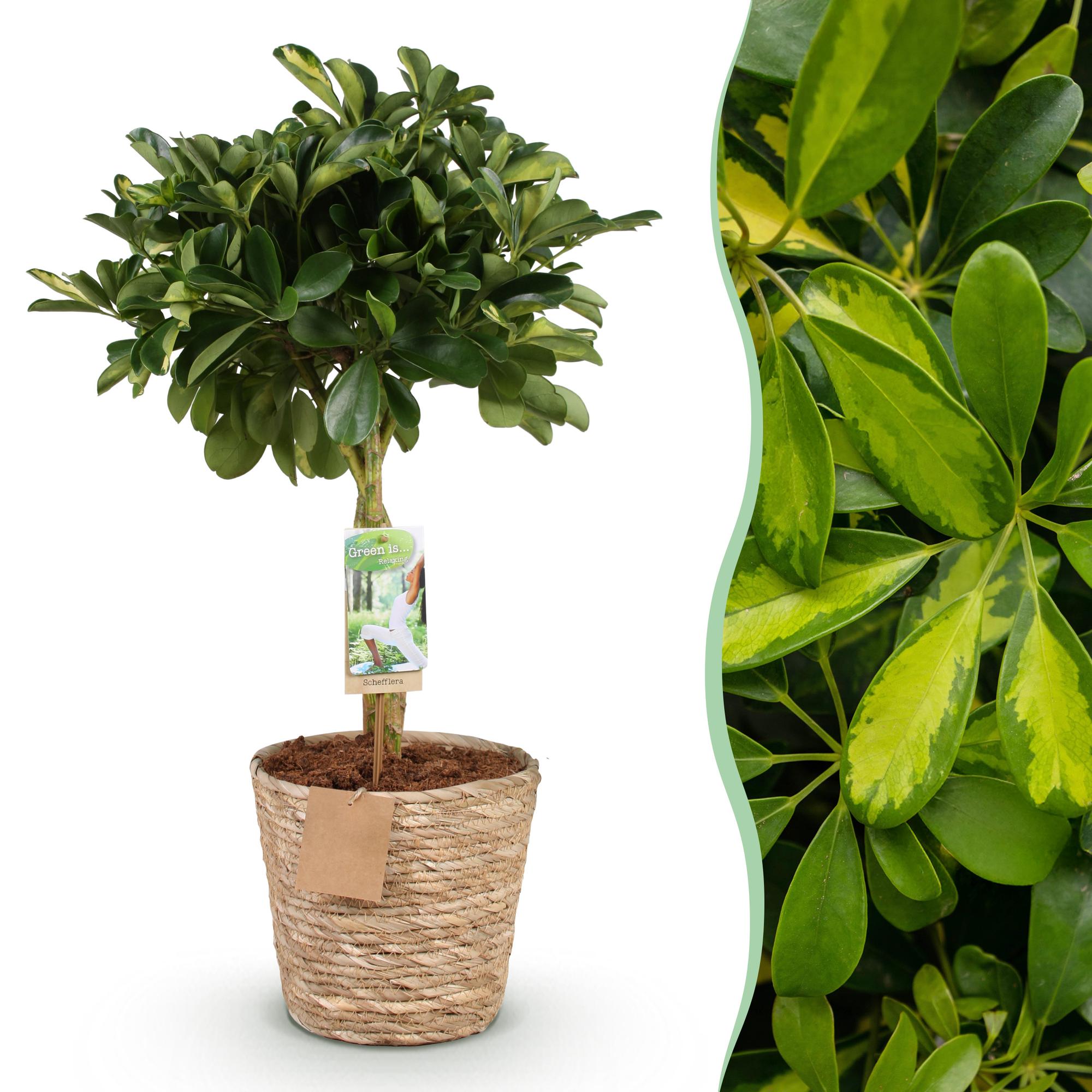 Vingerboom - Schefflera Gold Capelle - Goud - Ø21cm - ↕70-81cm