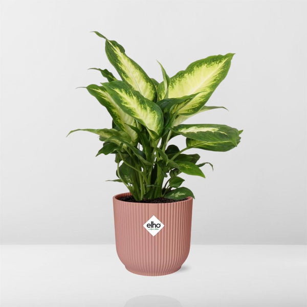 Dieffenbachia ‘Camilla’ - incl. Elho Vibes Fold Roze - ↕14cm