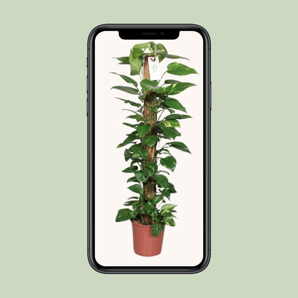Pothos - Epipremnum pinnatum mosstok - Ø24cm - ↕120cm