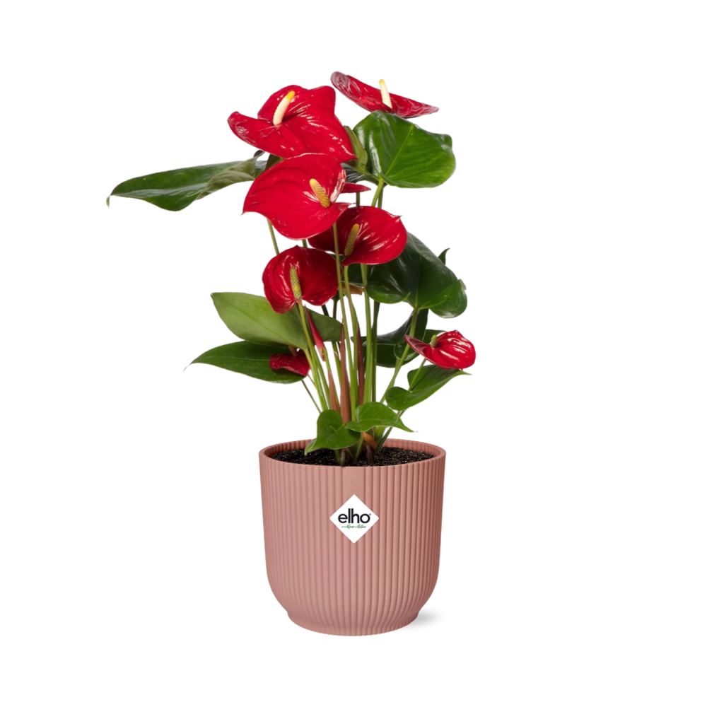 Flamingoplant - Anthurium Red - incl. Elho Vibes Fold In - ↕14cm