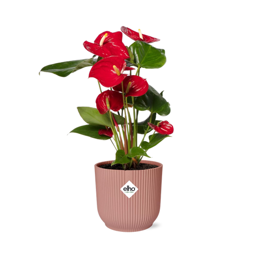 Flamingoplant - Anthurium Red - incl. Elho Vibes Fold In - ↕14cm