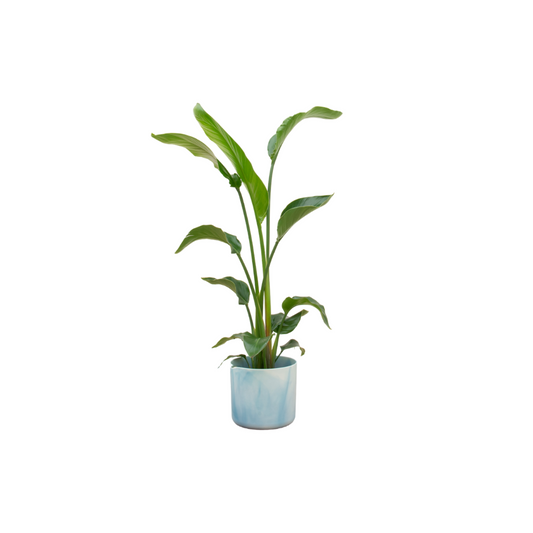 Witte paradijsvogelplant - Strelitzia nicolai - incl. Elho Ocean Round atlantisch blauw - Ø22cm