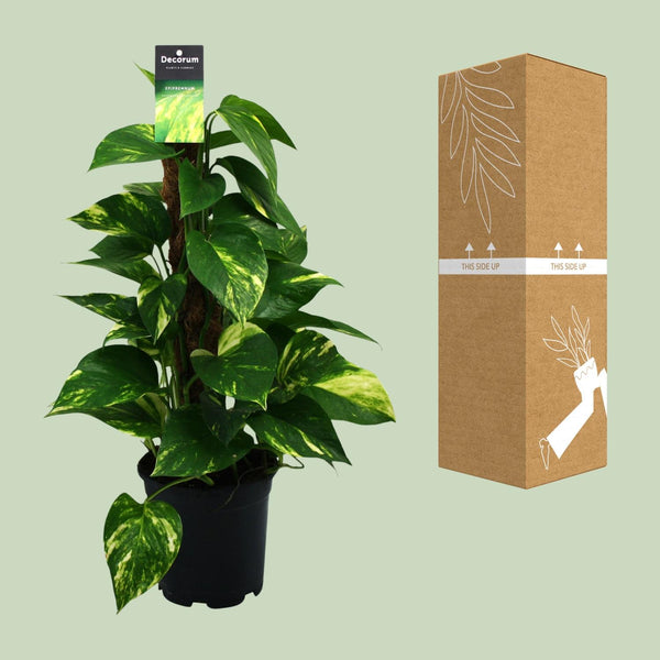 Satijnpothos - Scindapsus pictus - Ø15cm - ↕50cm