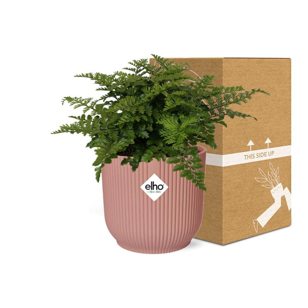 Tongvaren - Asplenium Parvati - incl. Elho Vibes Fold Roze - ↕14cm