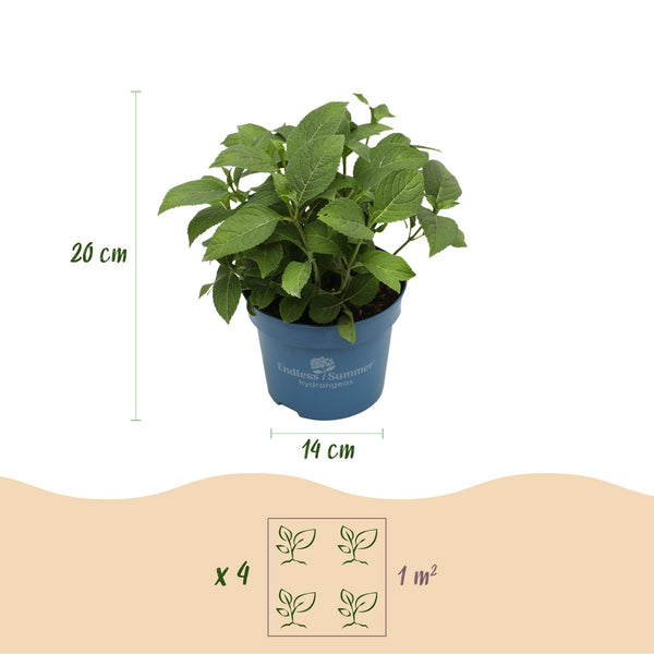 Hortensia - Hydrangea macrophylla 'Endless Summer Summer Love' - Ø14cm - ↕20-25cm