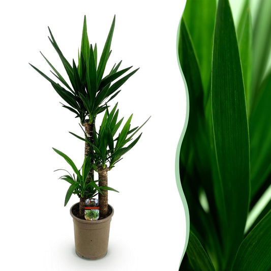 Palmlelie - Yucca elephantipes - Ø21cm - ↕100cm