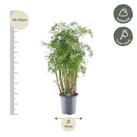 Polyscias Hawaiiana Ming - Ø24cm - ↕90cm