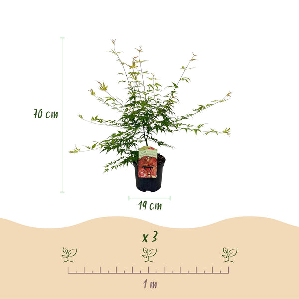 Japanse Esdoorn - Acer palmatum Pink Dwarf - Roze - Ø19cm - ↕70cm