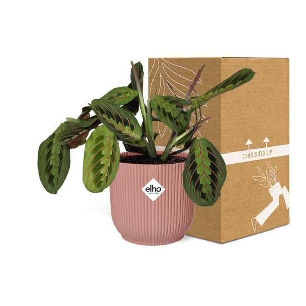 Zebraplant - Maranta Leuconeura ‘Fascinator’ Tricolor - incl. Elho Vibes Fold Roze - ↕14cm