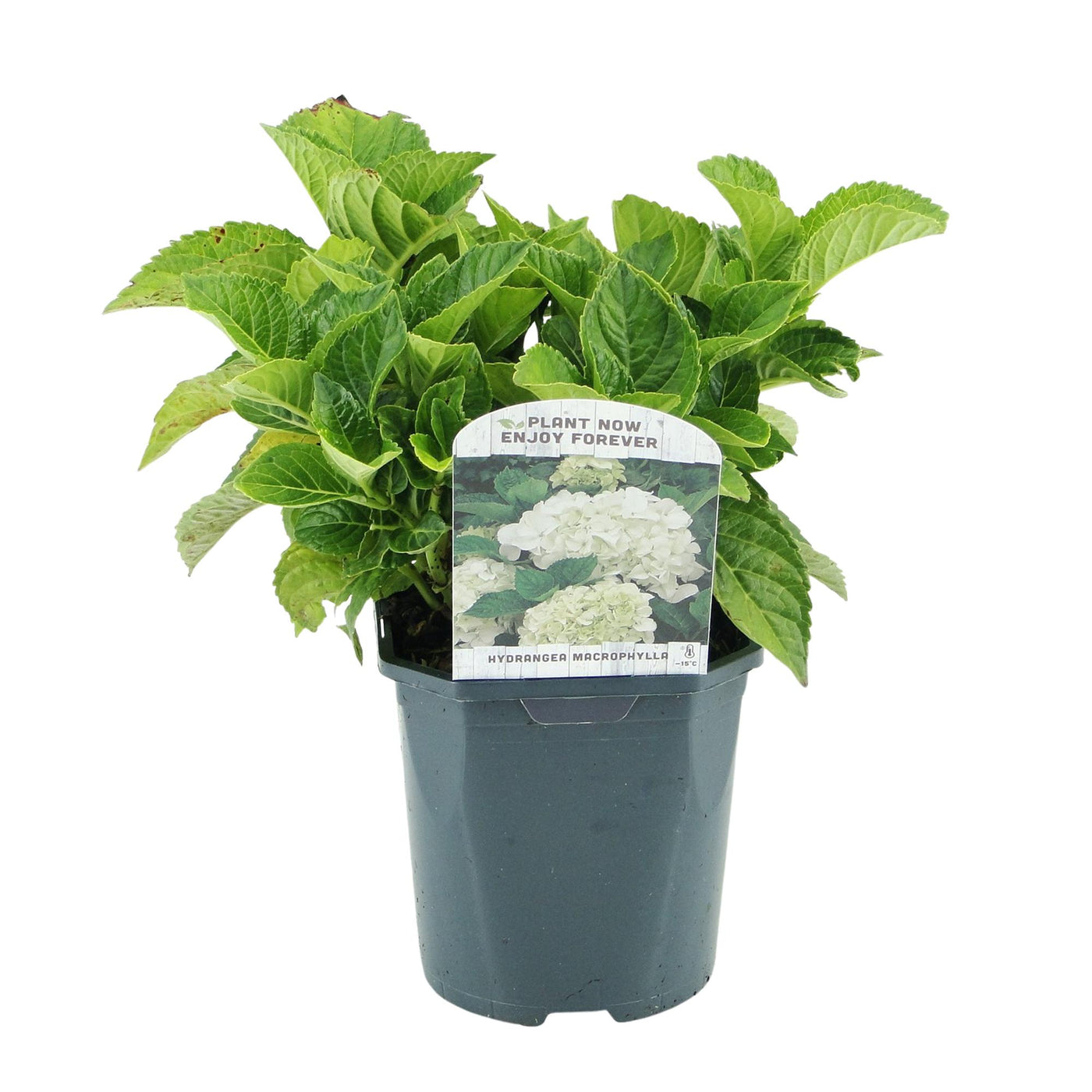 Hortensia - Hydrangea macrophylla Blue - wit - Ø17cm - ↕30cm