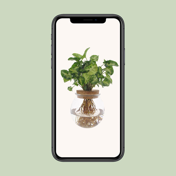 Pijlblad - Syngonium Pixie - Ø12cm - ↕30cm